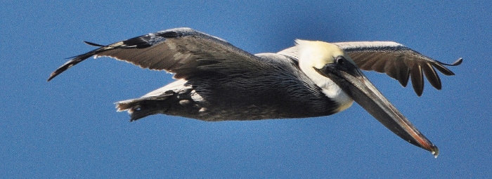pelican flying low